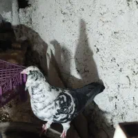 پرنده|پرنده|قیروکارزین, |دیوار