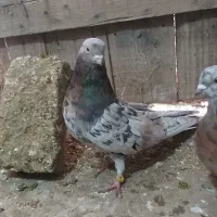 کبوتر جمع زنجان