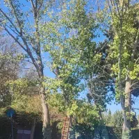 چوب بری وهرس کاری