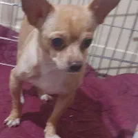 سگ شی واوا اصیل کوچکترین نژاد سگ آپارتمانی