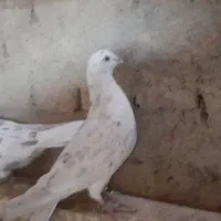 کبوتر|پرنده|شاهرود, |دیوار