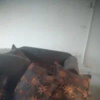 مبلمان|مبلمان خانگی و میز عسلی|سمنان, |دیوار