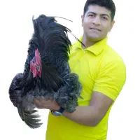 نژاد های تخمگذار