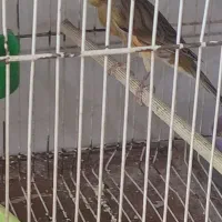 فروش یکجا قناری فری، رسمی|پرنده|مشهد, شریف|دیوار