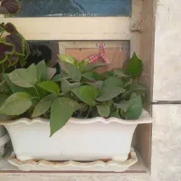 چندگل