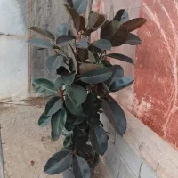 درختچه طبیعی فیکوس