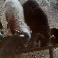 فروش بره
