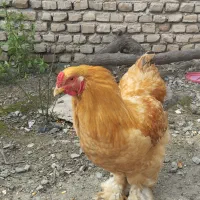 خروس برهما طلایی