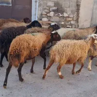 گوسفند . میش و بره