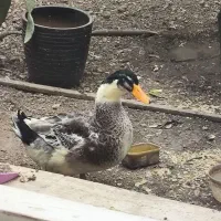 اردک جوان محلی کله غازی