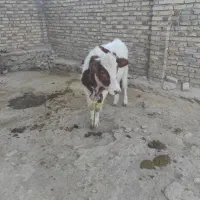 گوساله هلشتاین درجه۱ مخصوص داشت
