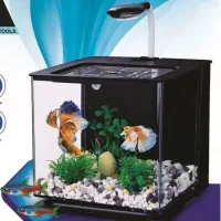 گالری آکواریوم مومنی فروش ویژه گوپی میکس