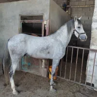 اسب عرب