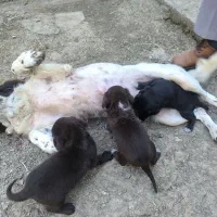 توله شکاری ،نر و ماده