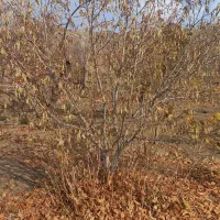 نهال فندق|خدمات باغبانی و درختکاری|سبزوار, همت|دیوار