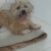 سگ پاکوتاه اشپیز کراس قهوه