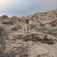 سگ سرابی ماده