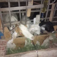 بز و۲گهر ....