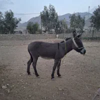 الاغ باری|حیوانات مزرعه|دوگنبدان, |دیوار