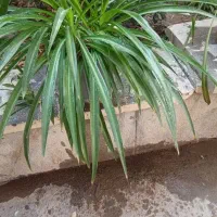 کادوی روز مادر