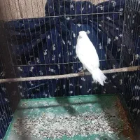 (قناری‌ نرآماده)