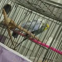 یک جفت مرغ عشق