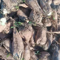 جغندر قند|خوردنی و آشامیدنی|بشاریات, |دیوار