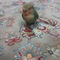 کوتوله برزیلی