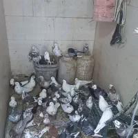 کبوتر کفتر|پرنده|محمدشهر, ولدآباد|دیوار