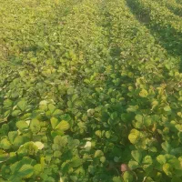 توت فرنگی کاماروس درجه ۱ نی ۸ ملیون|خدمات باغبانی و درختکاری|خان ببین, |دیوار