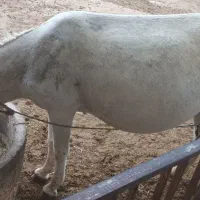 الاغ گله ای