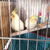 عروس هلندی|پرنده|شیراز, زرهی|دیوار