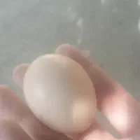 تخم مرغ محلی تازه