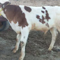 گاو گوساله نر سمیتال