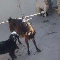 بز با بزغاله نر جهت نگهداشت|حیوانات مزرعه|قزوین, |دیوار