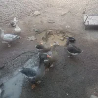 اردک|حیوانات مزرعه|زابل, |دیوار