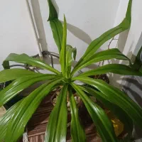 گل اشک ملکه/