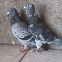 کفتر آلمانی مسافتی|پرنده|نیشابور, شهید بهشتی|دیوار