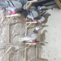 حیوون|پرنده|مشهد, مصلی (کارمندان اول)|دیوار