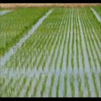 بجار برنج کاری با ماشین محافظه می‌شود