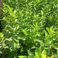 نهالستان باغداران جنوب|خدمات باغبانی و درختکاری|شیراز, حافظیه|دیوار