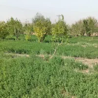 زمین زراعی|فروش دفتر صنعتی، کشاورزی، تجاری|راین, |دیوار