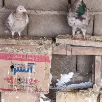 کبوتر|پرنده|طاغنکوه, |دیوار