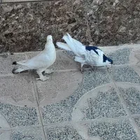 کبوتر سفید و شیرازی