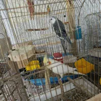 عروس هلندی مولد