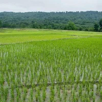 ۳۴۰۰۰زمین کشاورزی با۲ انبار بحرجاده۱۲متری باامتیاز|فروش دفتر صنعتی، کشاورزی، تجاری|خشکبیجار, |دیوار