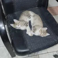 واگذاری گربه نژاد dsh|گربه|شهریار, کهنز|دیوار