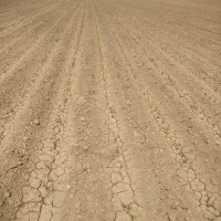 بذر ذرت 704