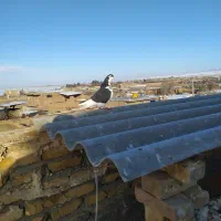 ده تا کفتر رنگه سلام سر حال