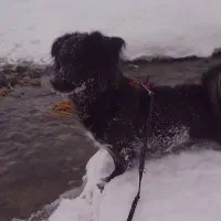 توله پامر اشپیتز